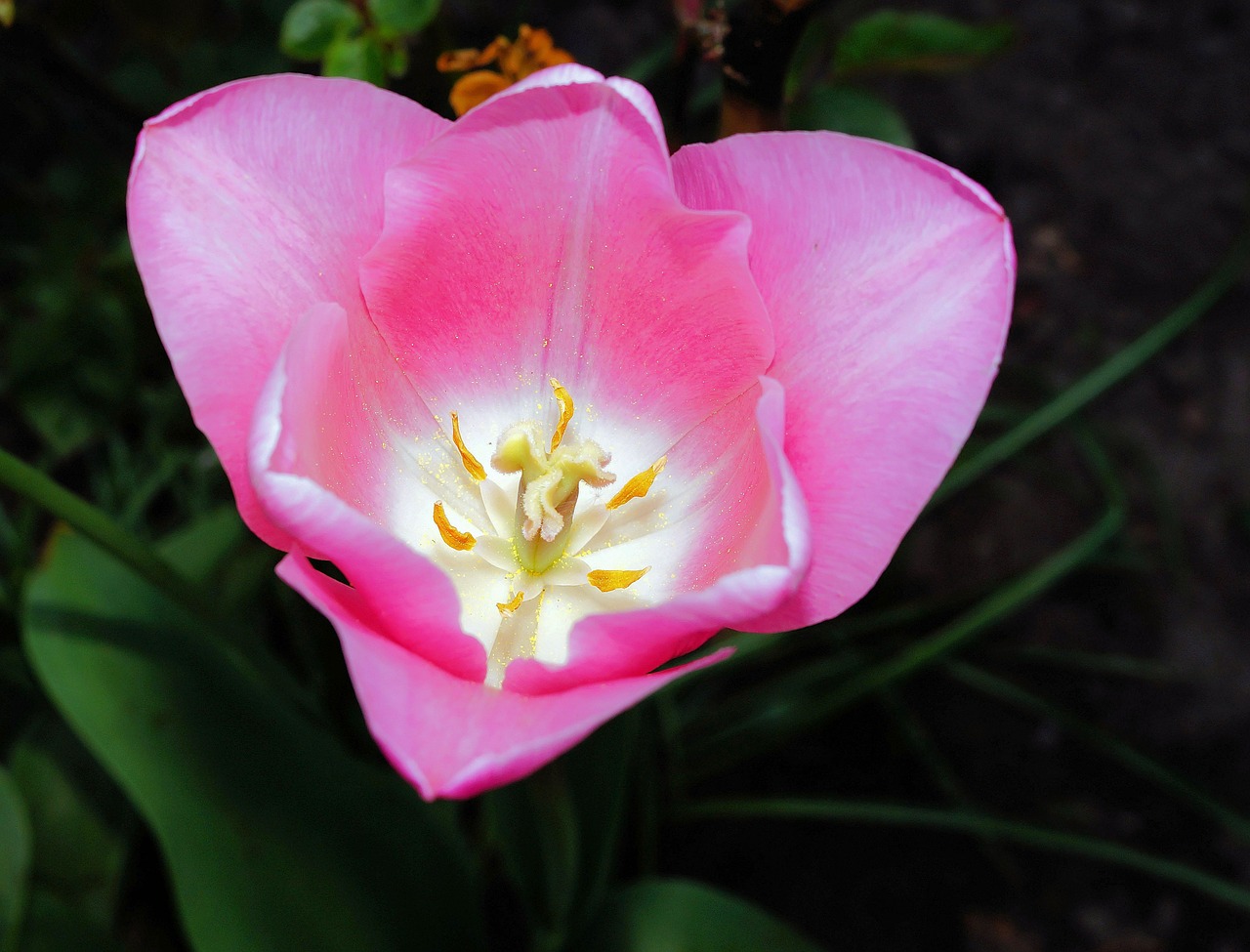 tulip flower blossom free photo