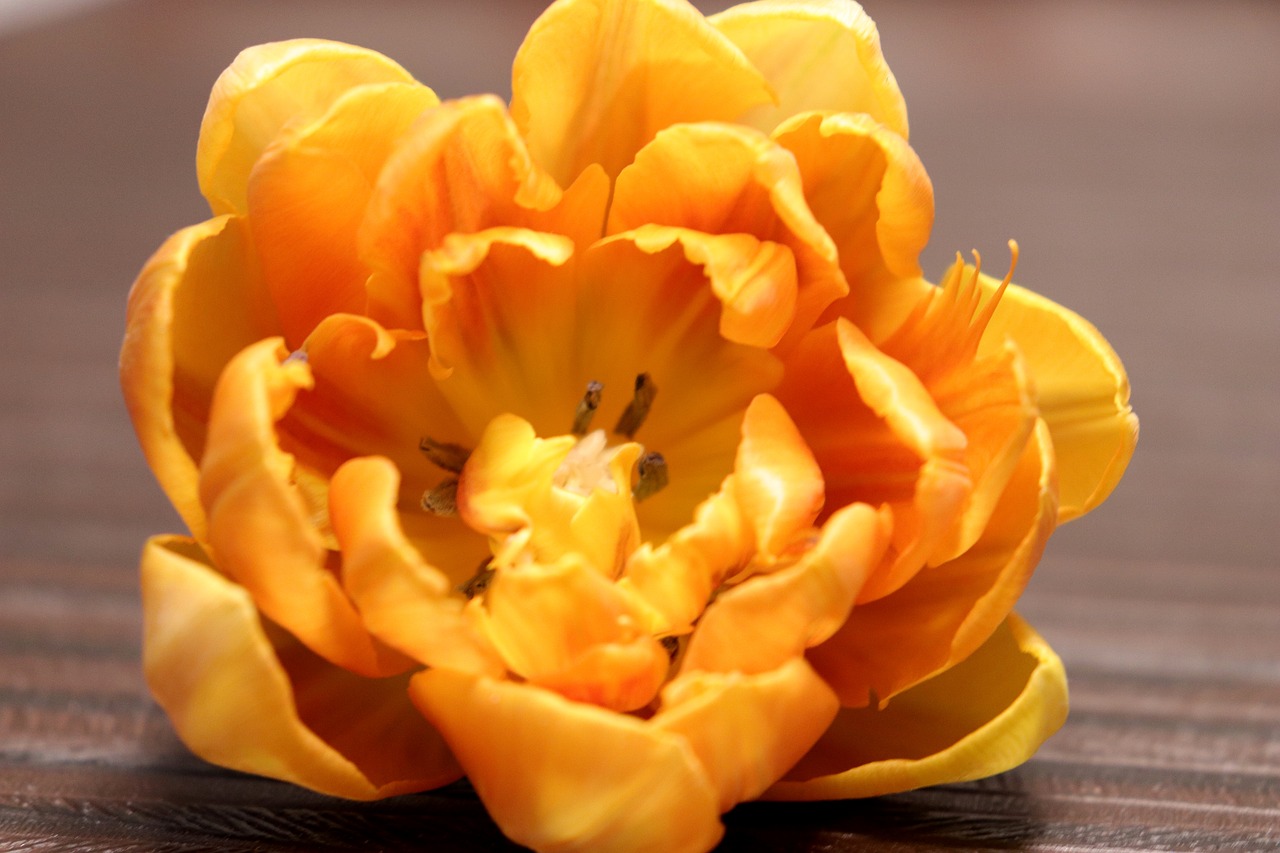 tulip  orange  flower free photo