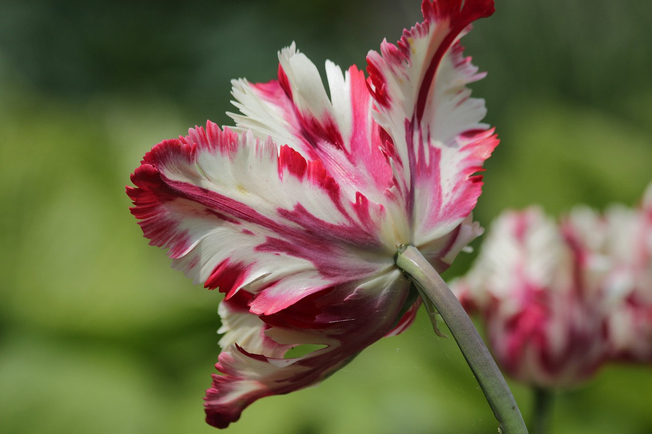 tulip  red  white free photo