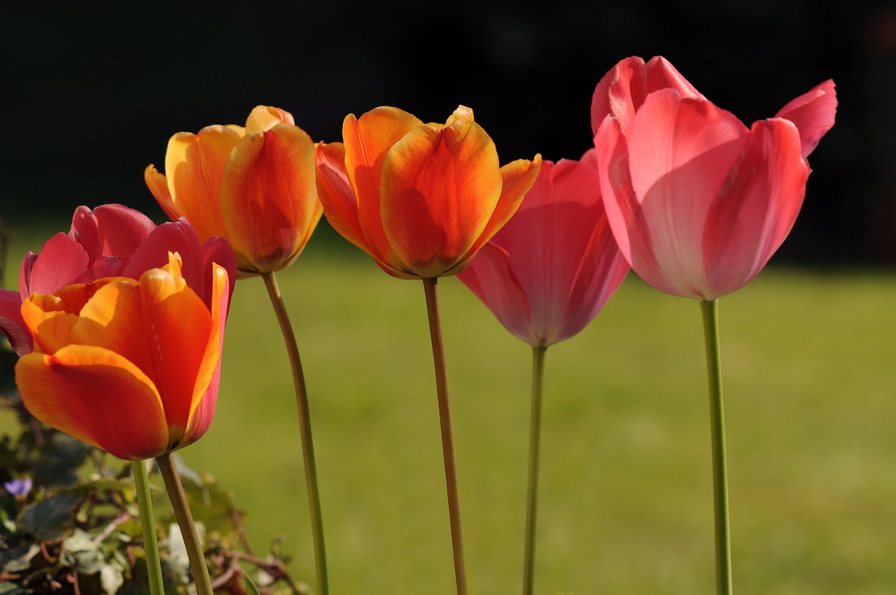 tulip  flower  spring free photo