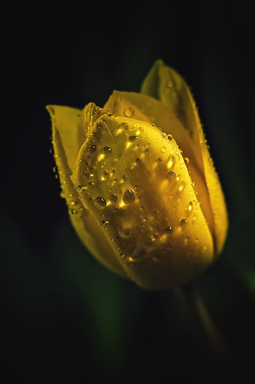 tulip  drip  flower free photo