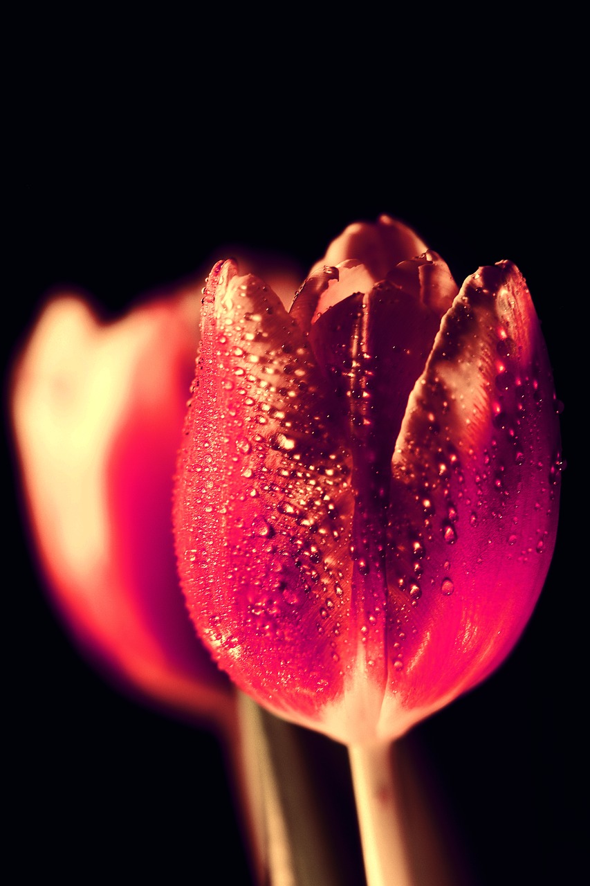 tulip  drip  flower free photo