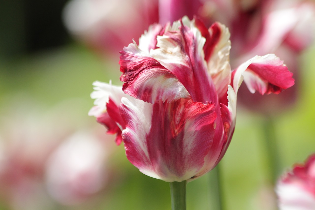 tulip  red  white free photo