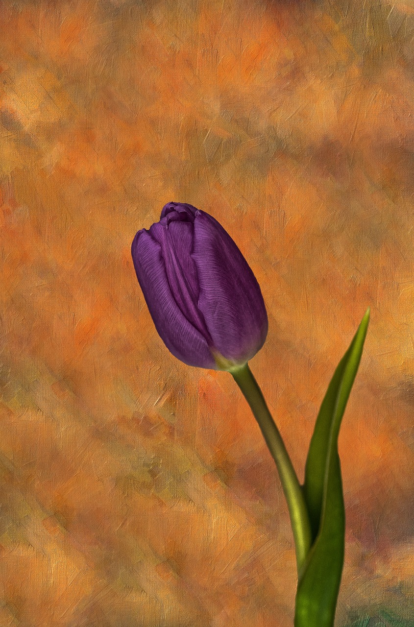 tulip  flower  garden free photo