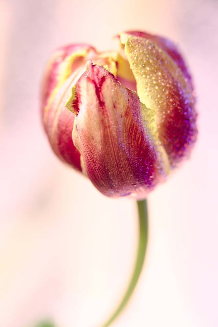 tulip  drip  dew free photo