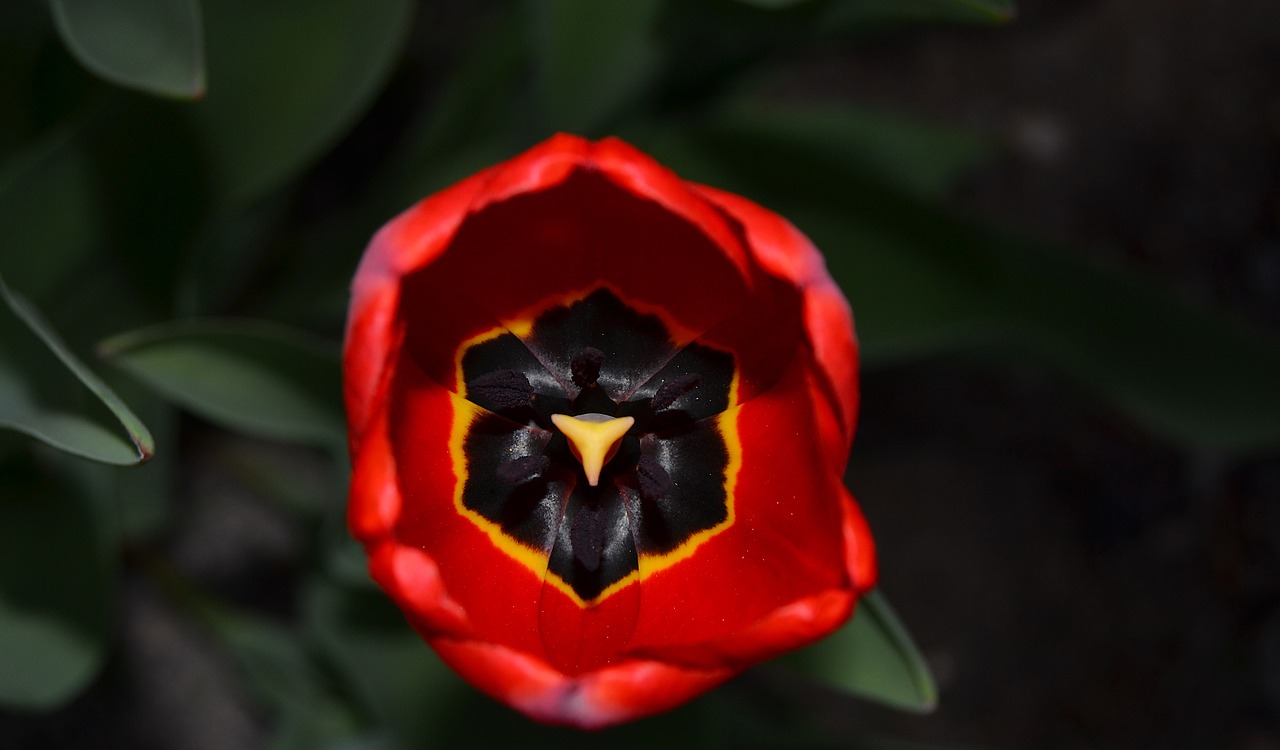 tulip  flower  spring free photo