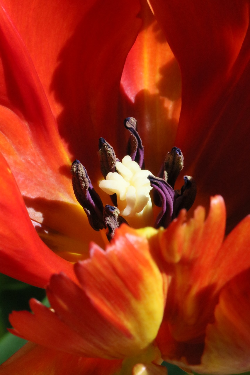 tulip  pistil  stamen free photo