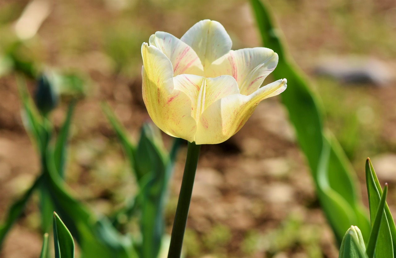 tulip  blossom  bloom free photo