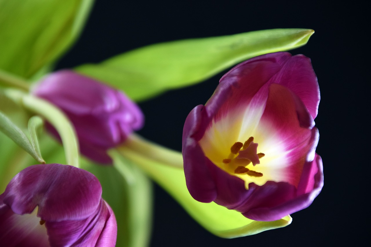 tulip  plant  flowers free photo