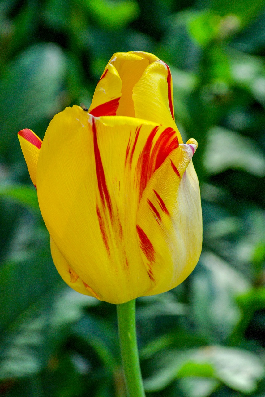 tulip  spring  flower free photo