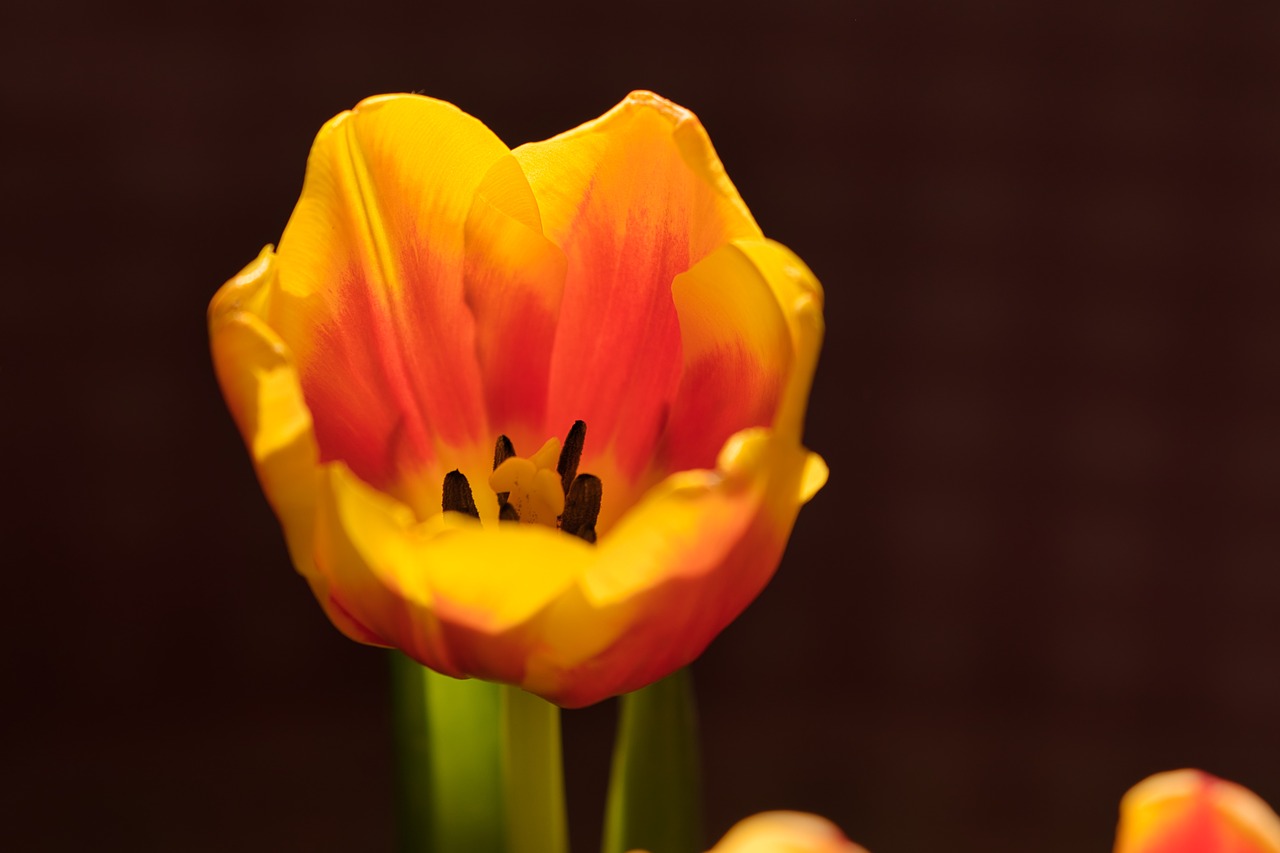 tulip  flower  macro free photo