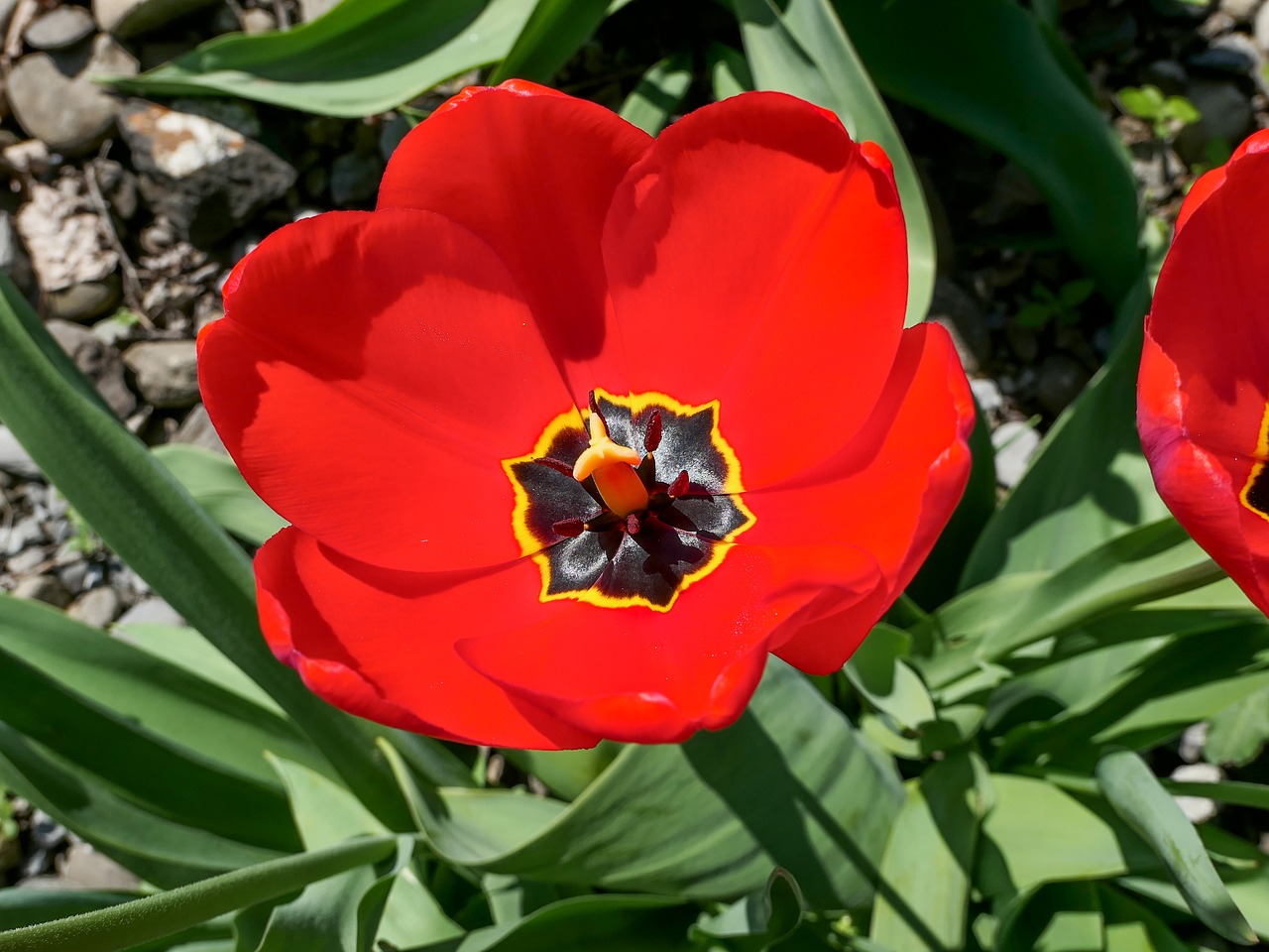 tulip  red  flower free photo