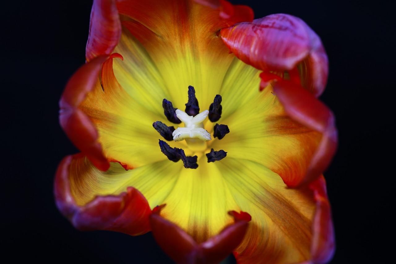 tulip  flower  macro free photo