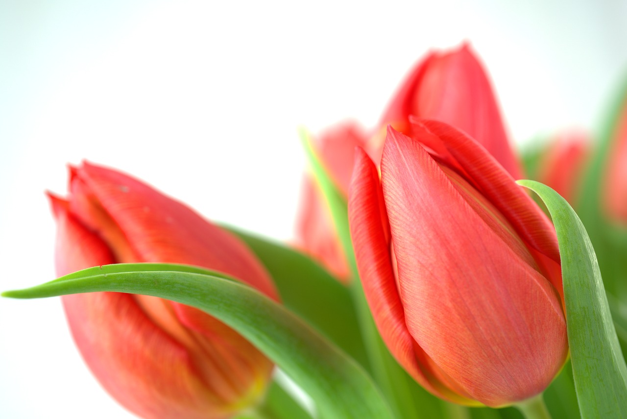 tulip  spring  easter free photo