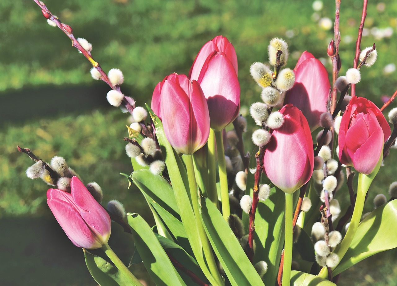 tulip  tulip bouquet  bouquet free photo