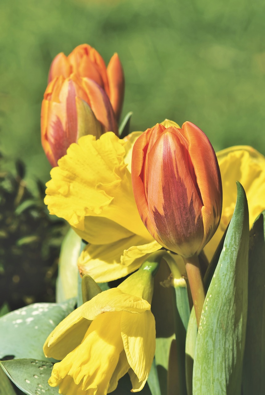 tulip  bouquet of flowers  blossom free photo