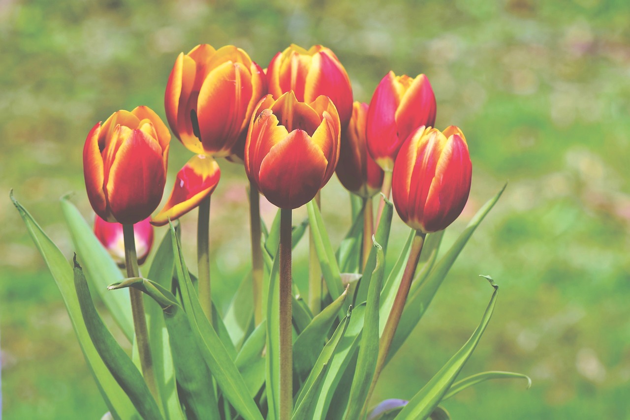 tulip  tulip bouquet  bouquet free photo