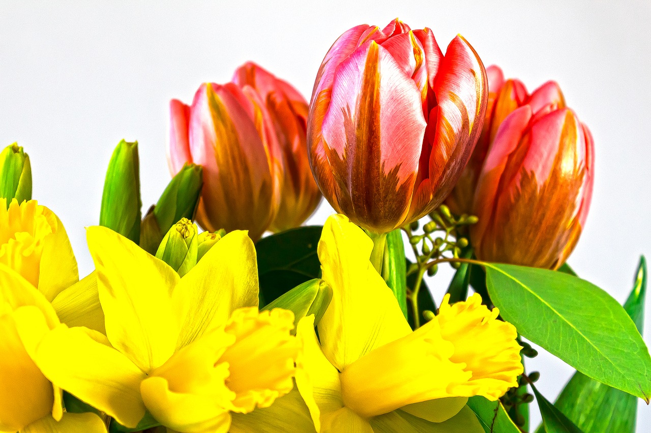 tulip  lilies  spring free photo