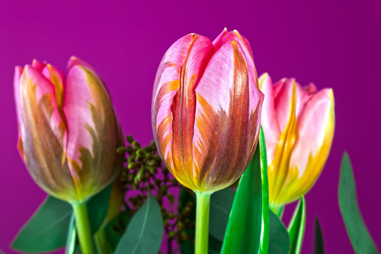 tulip  lilies  spring free photo