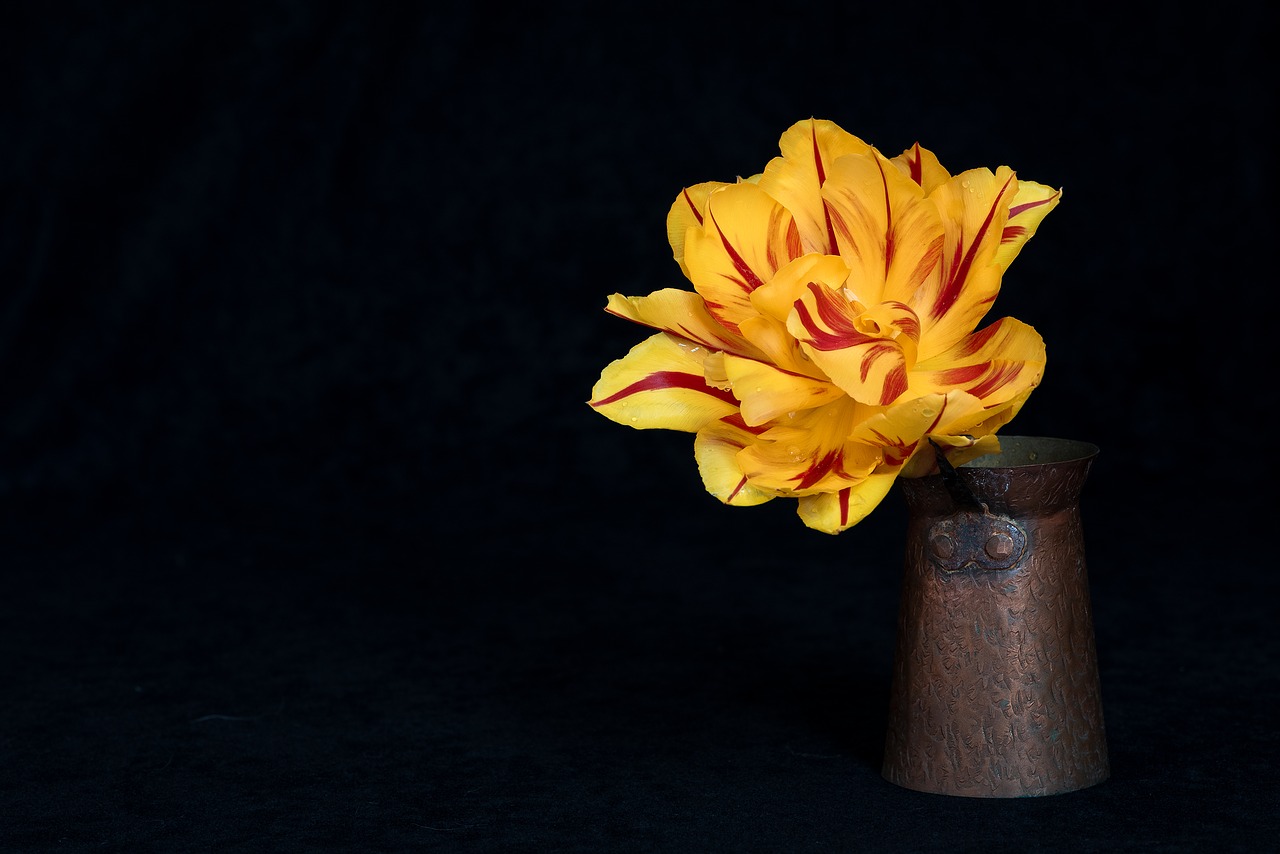 tulip  flower  yellow free photo
