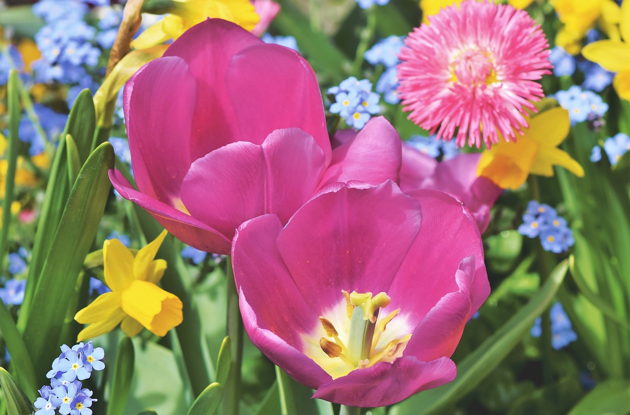 tulip  tulpenbluete  bloom free photo