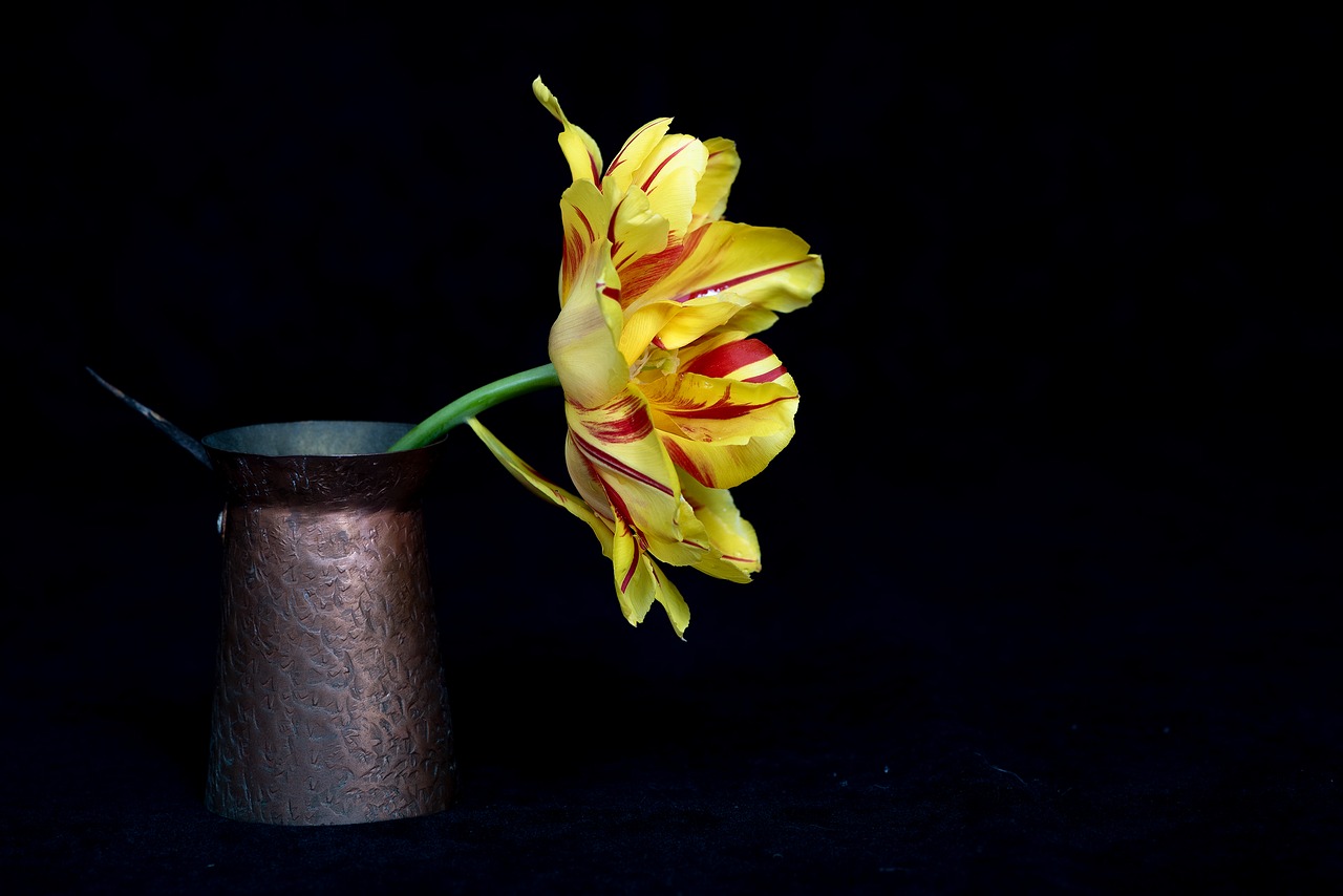 tulip  yellow  bi color free photo
