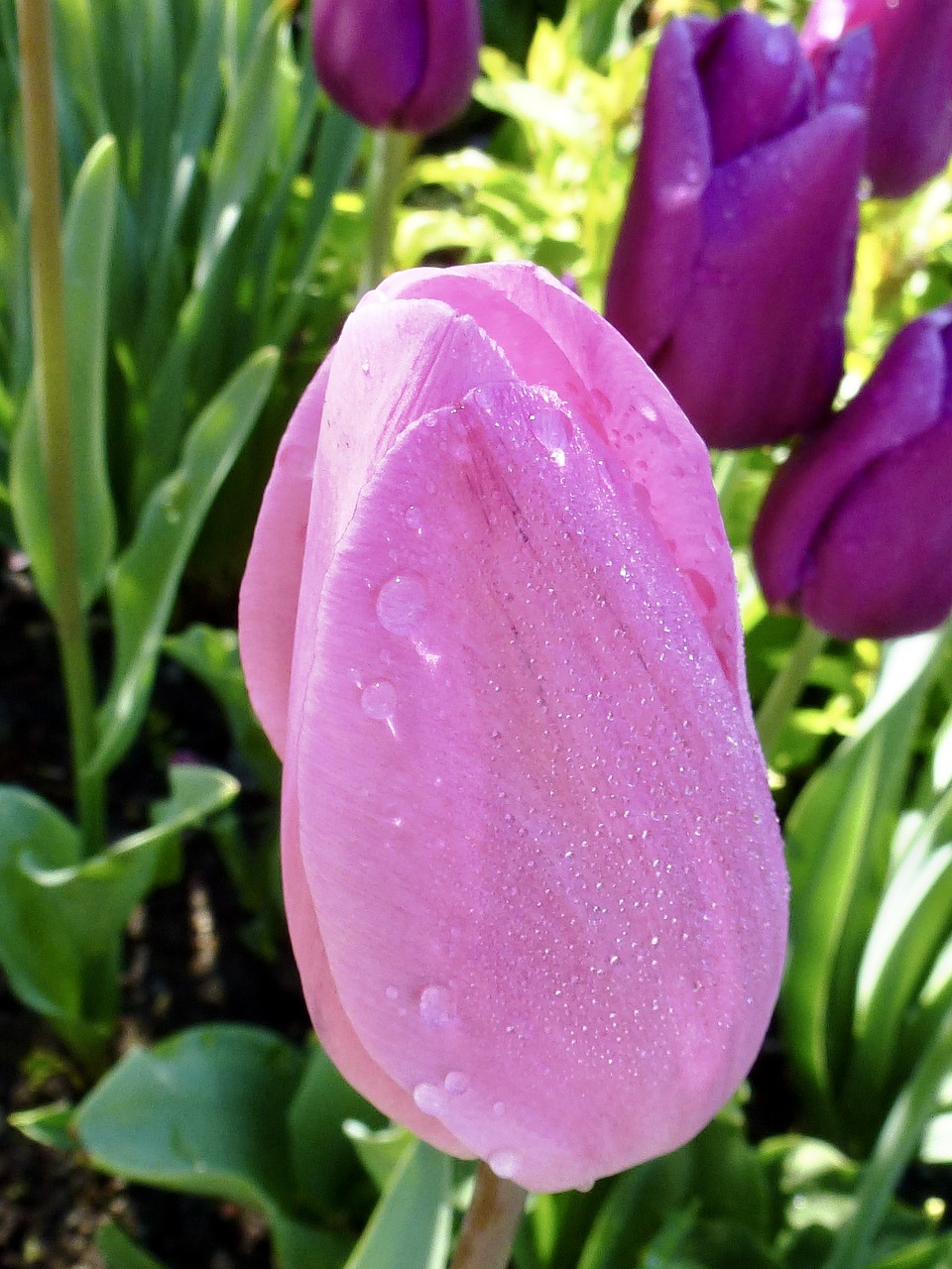 tulip  rain  drip free photo