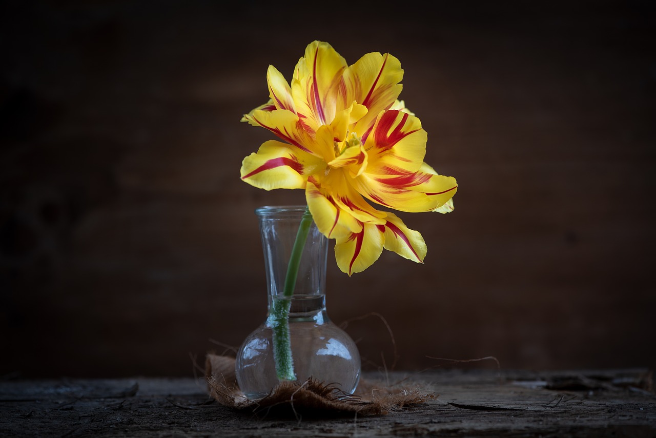 tulip  yellow  flower free photo