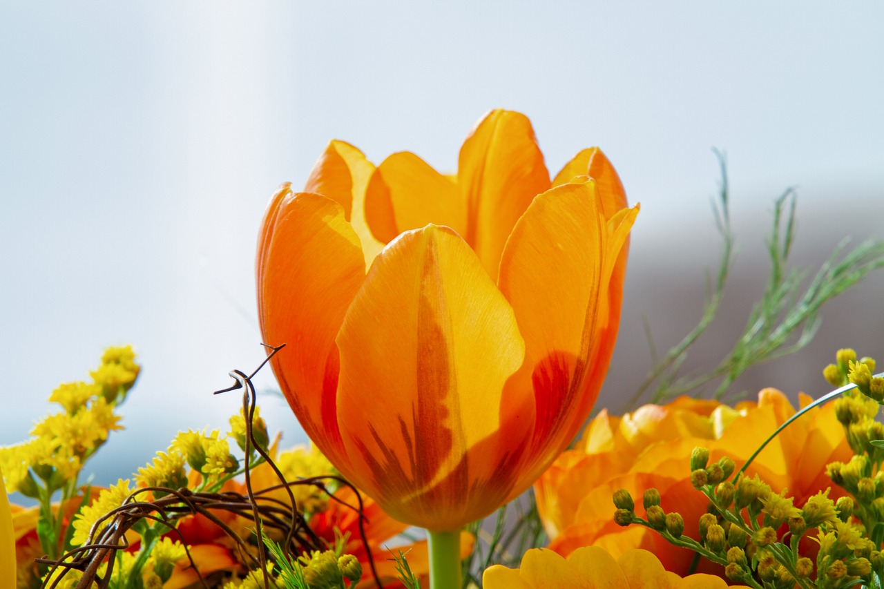 tulip  flower  bright free photo