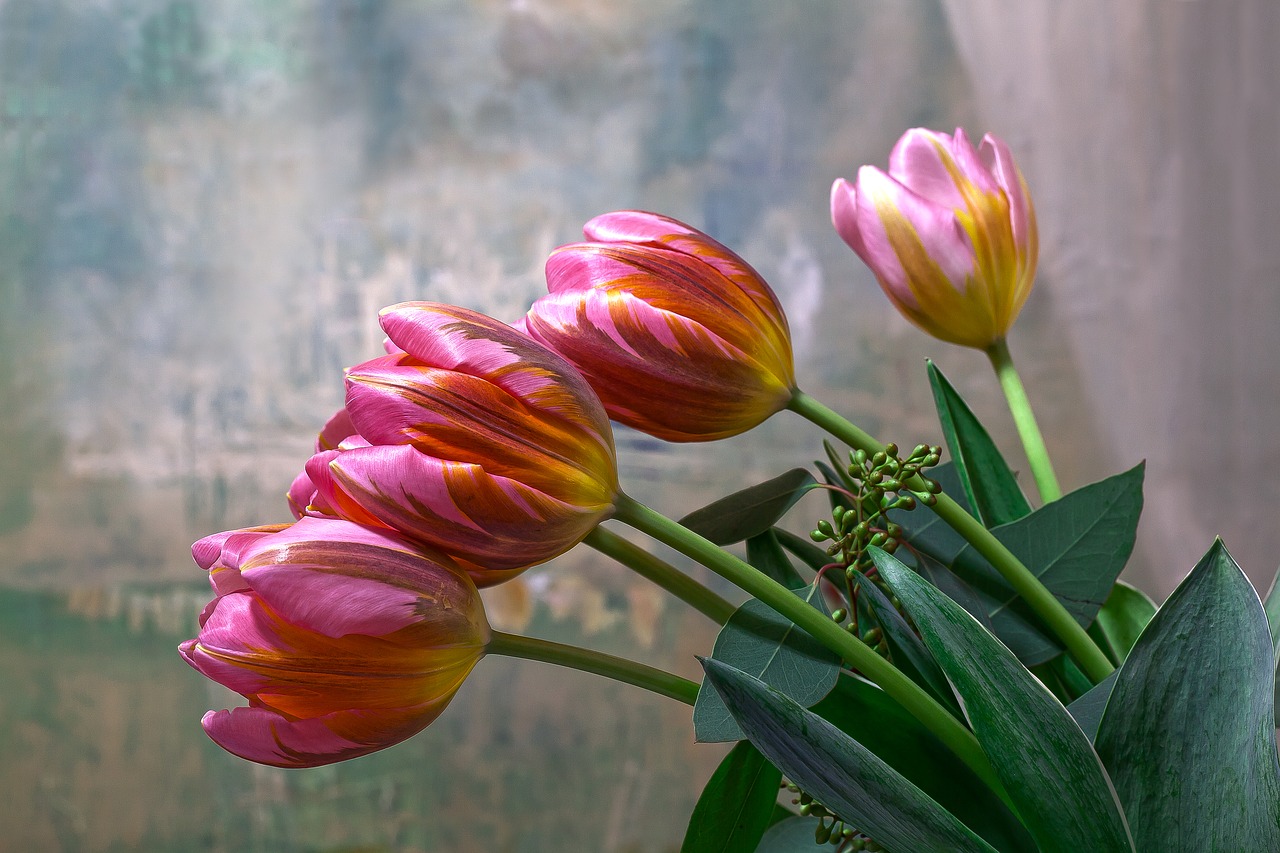 tulip  lilies  spring free photo