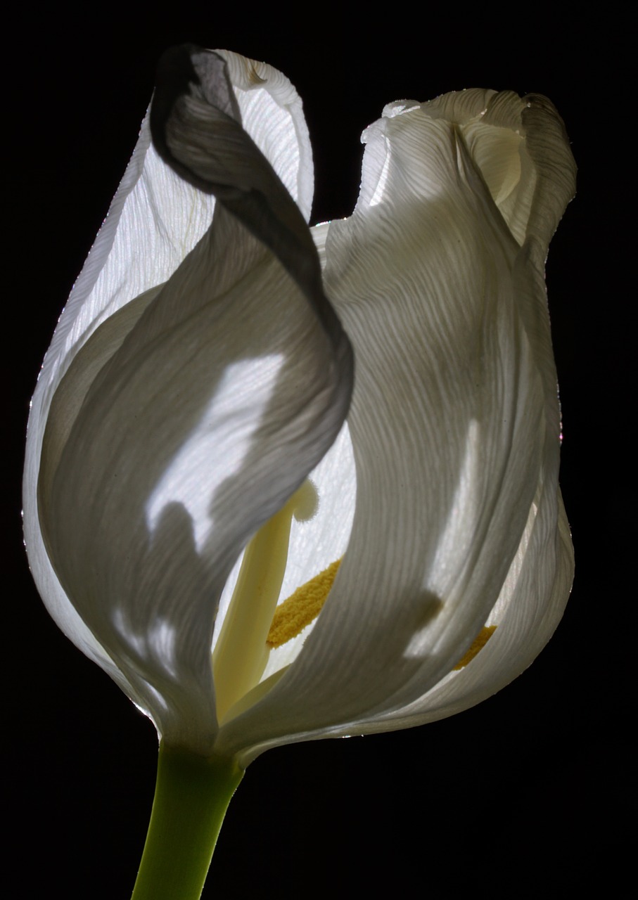 tulip  flower  spring free photo