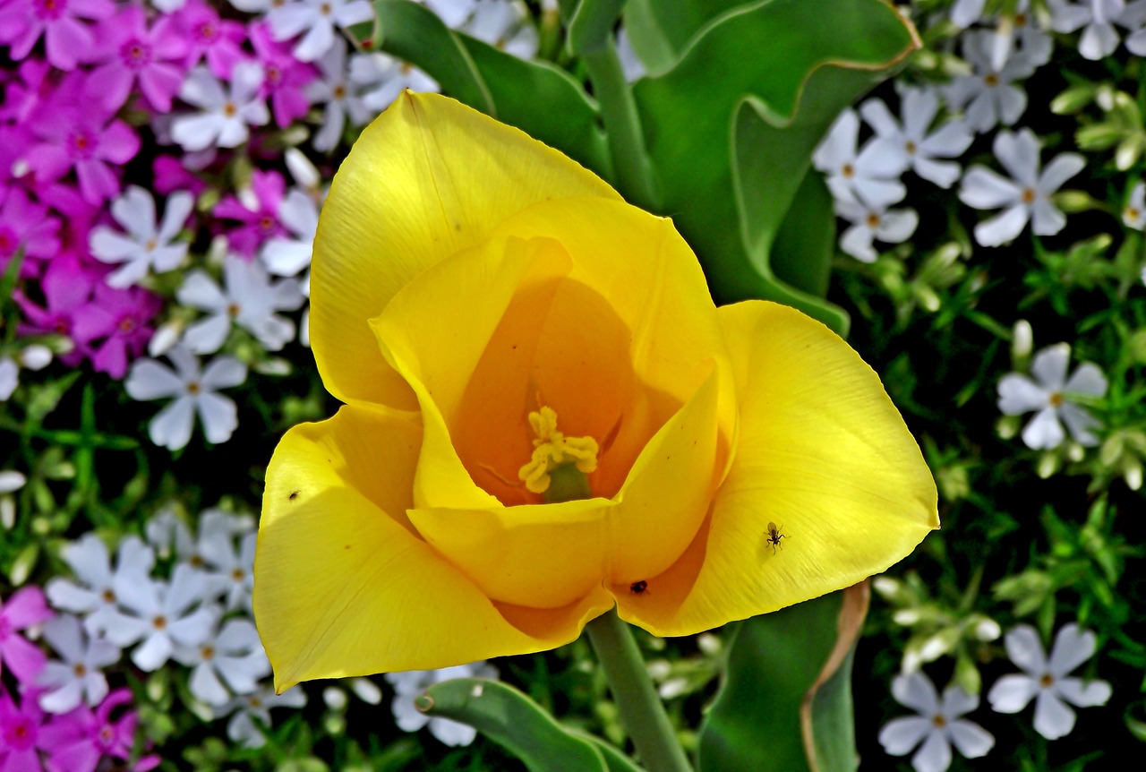 tulip  spring  flower free photo