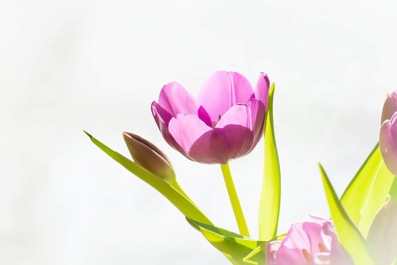 tulip  pink  flower free photo