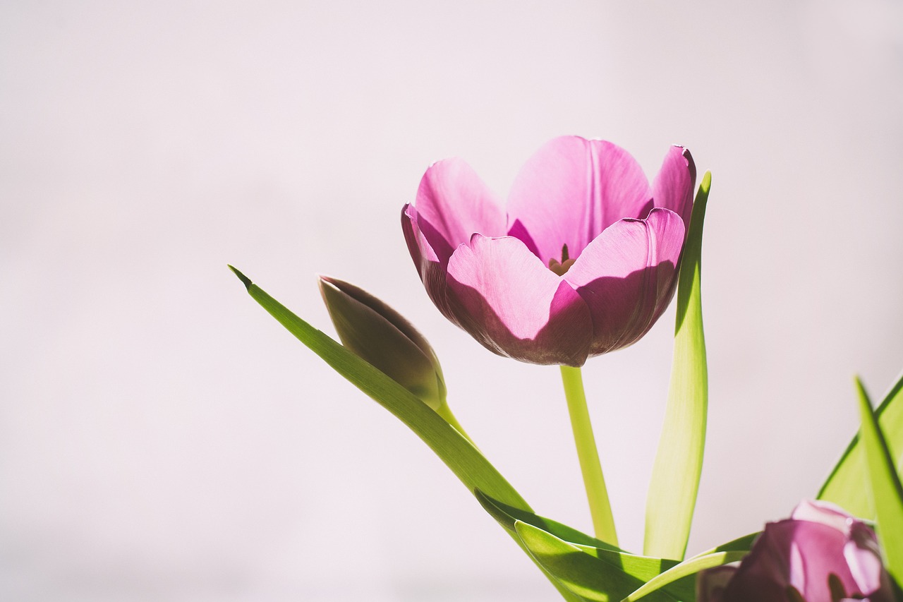 tulip  pink  dusky pink free photo