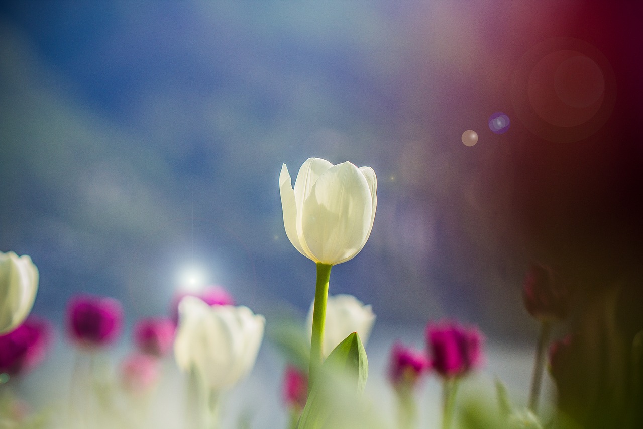 tulip  spring  white free photo