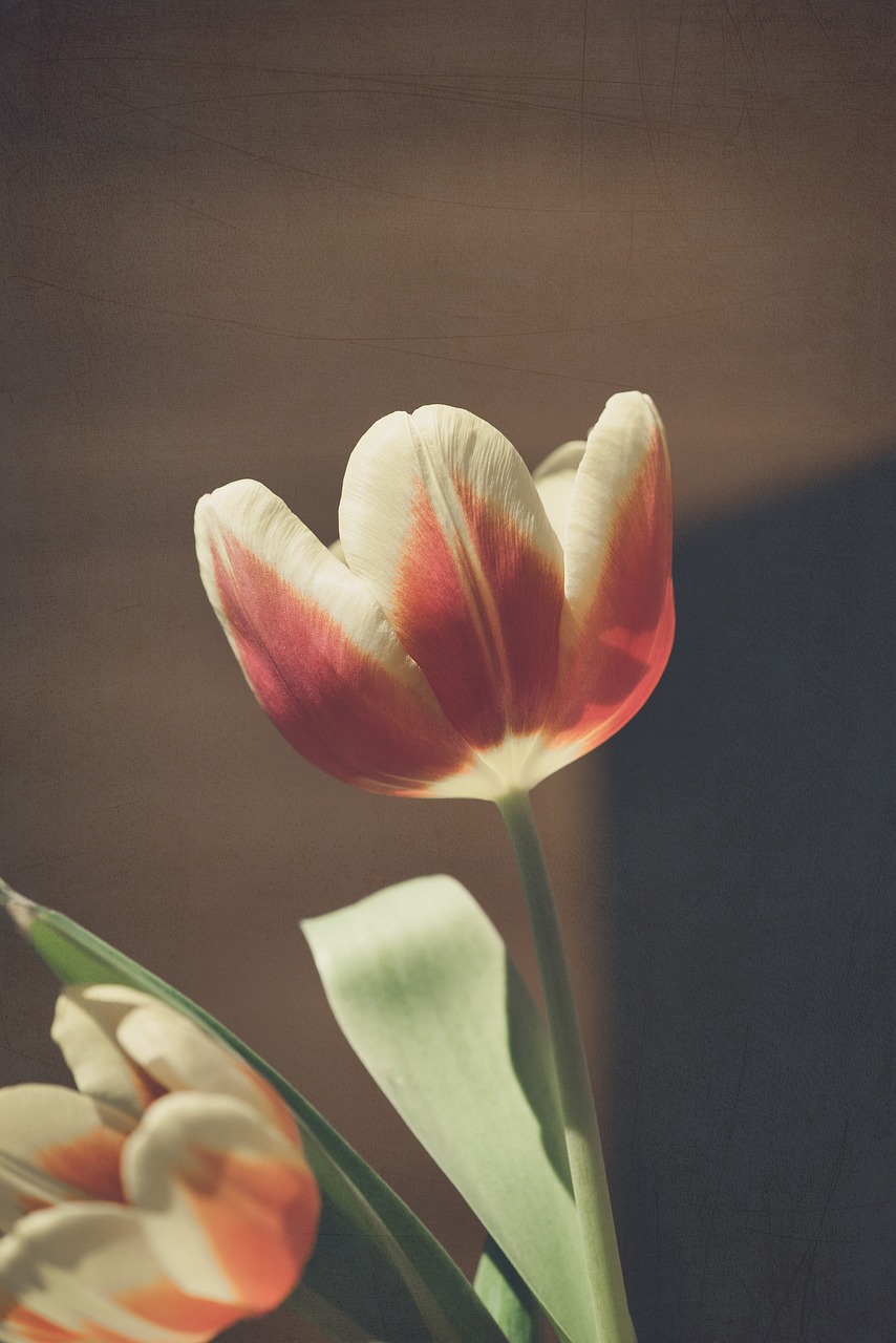 tulip  flower  red free photo