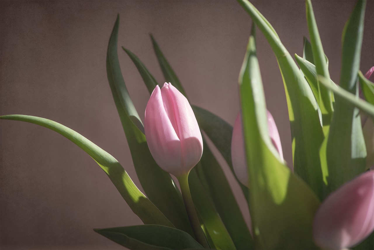 tulip  pink  tulip pink free photo