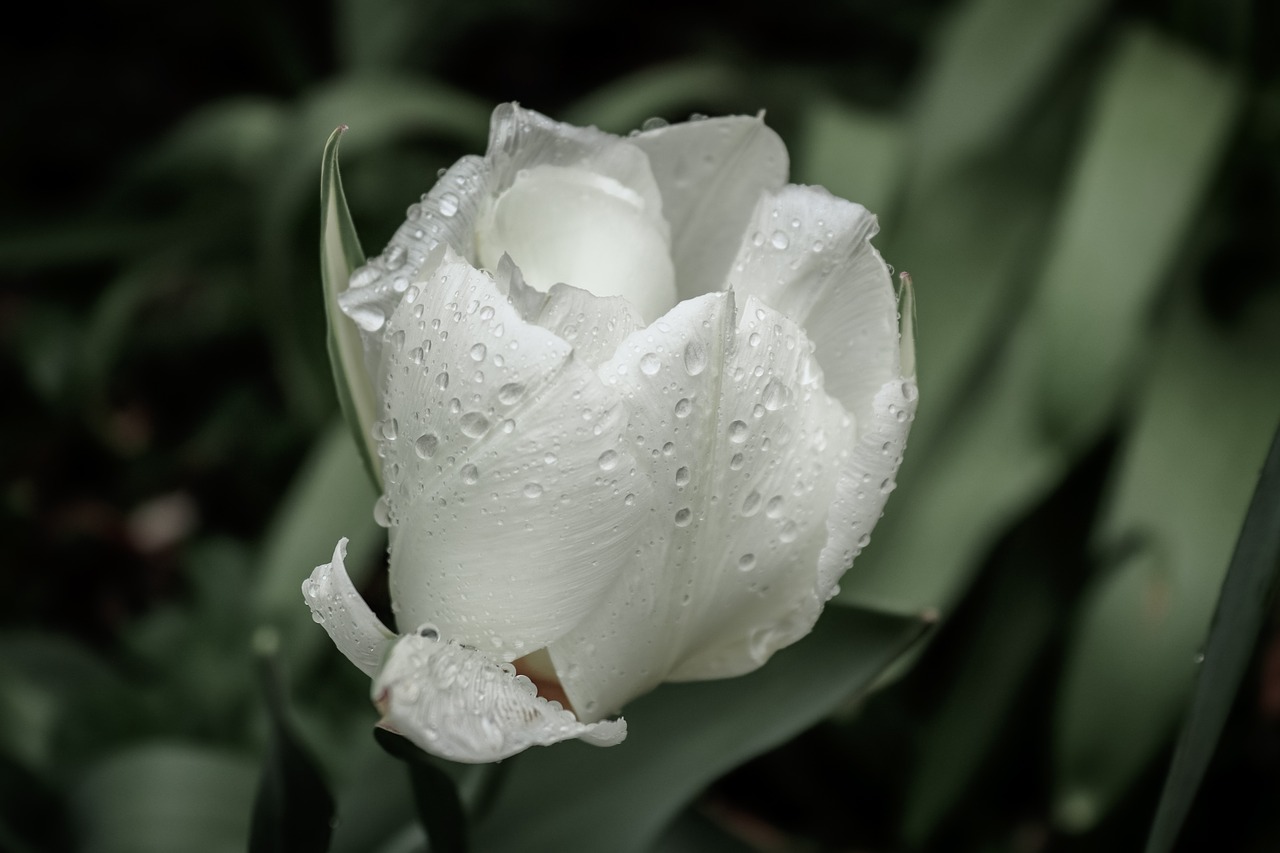 tulip  blossom  bloom free photo