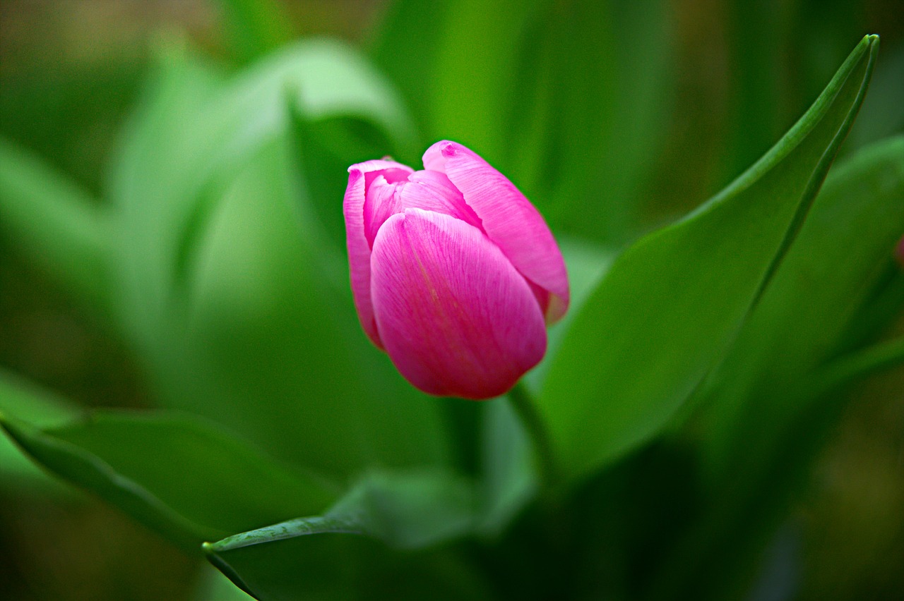 tulip  spring  flowers free photo