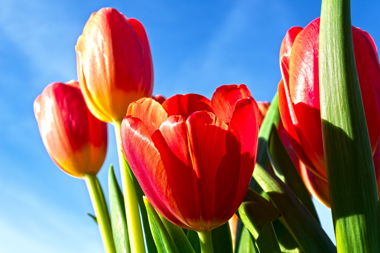 tulip  lilies  spring free photo