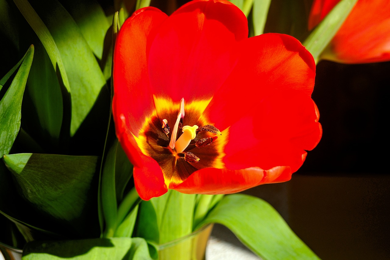 tulip  red  nature free photo