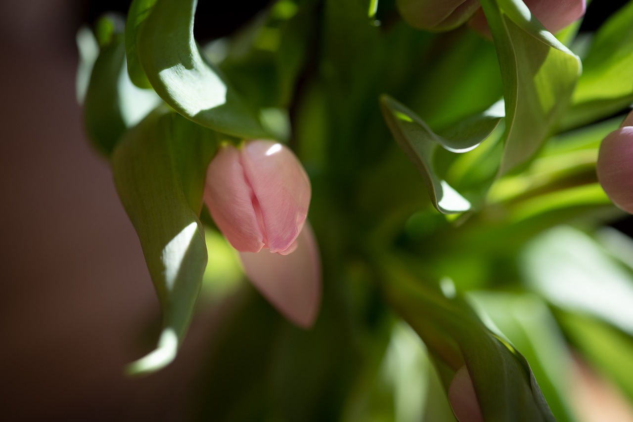 tulip  pink  flower free photo