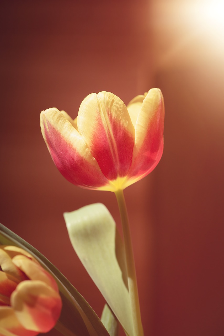 tulip  flower  blossom free photo