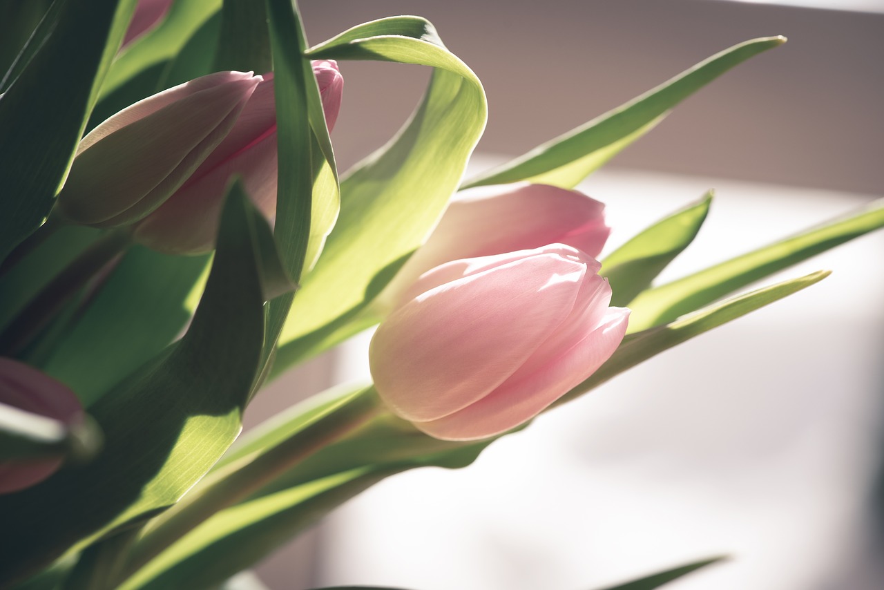 tulip  flower  pink free photo