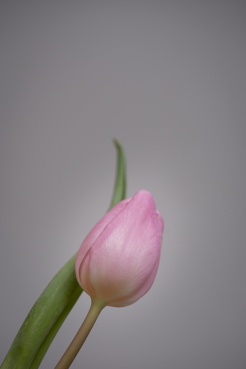 tulip  flower  pink free photo