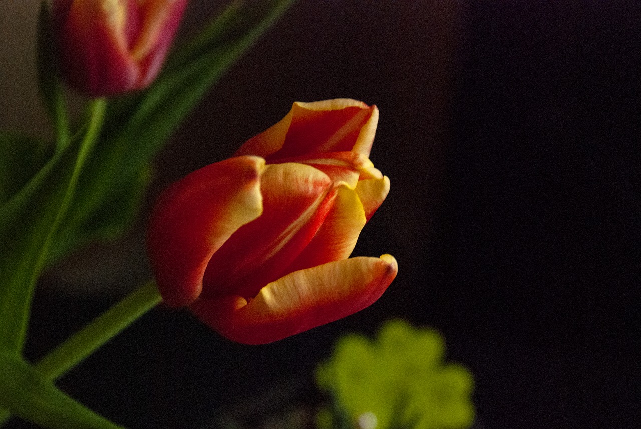 tulip  flower  nature free photo