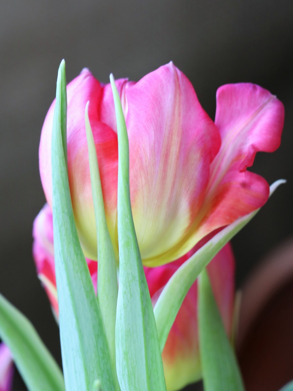 tulip  pink  tulips free photo