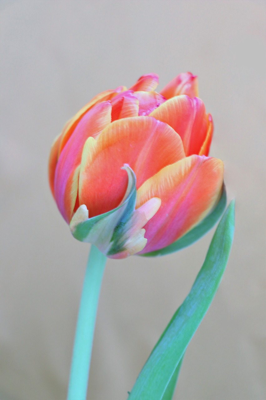 tulip  flowers  tulips free photo