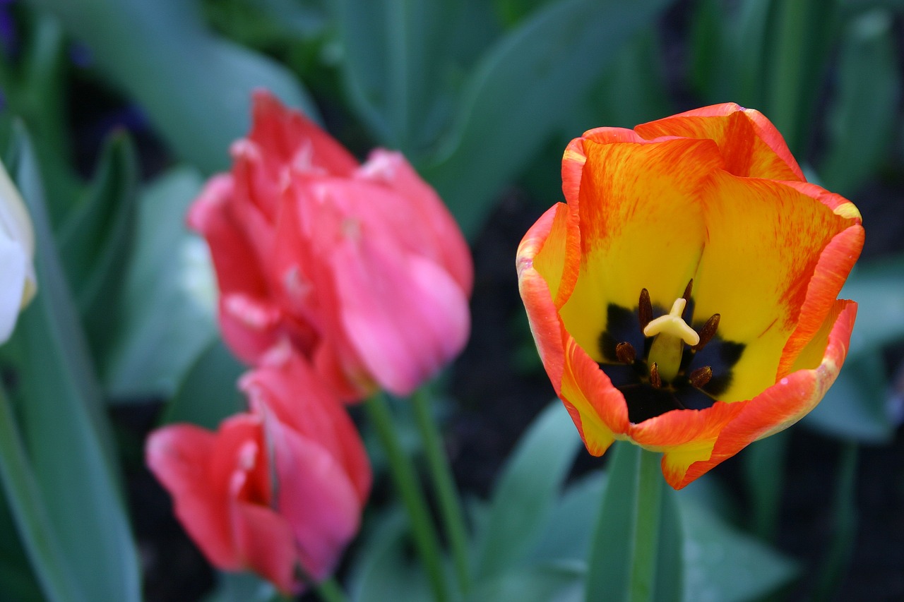 tulip  spring  nature free photo