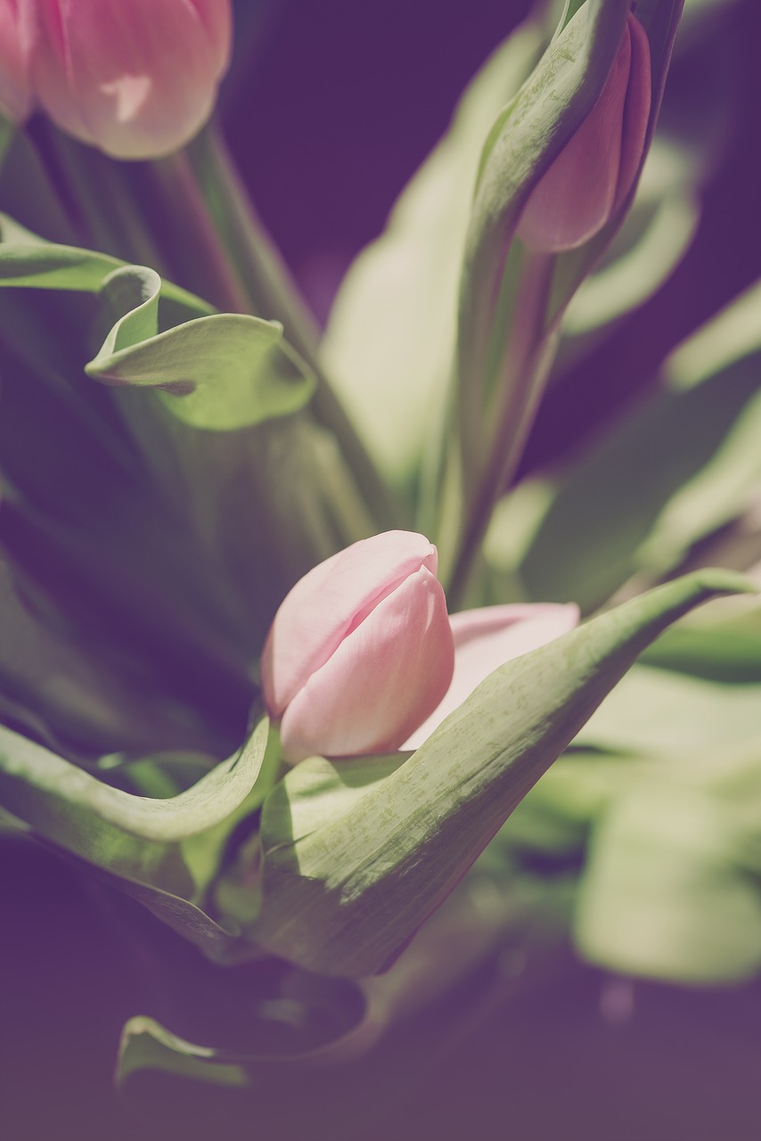 tulip  blossom  bloom free photo